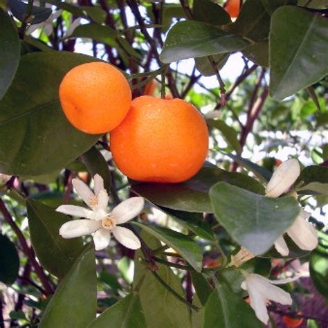 Mandarinenöl rot 10ml - zum Schließen ins Bild klicken